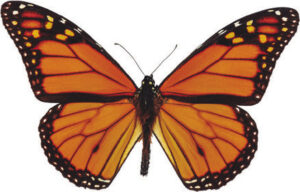 Monarch butterflies are worth saving