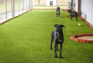 Morgan County Animal Shelter getting additional artificial turf, lean-to for second dog run